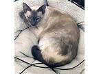 LEX Siamese Young Male