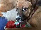 Blossom Labrador Retriever Puppy Female