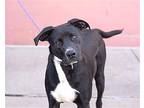 AJ Labrador Retriever Young Male