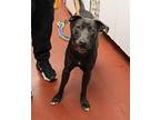 Asher Labrador Retriever Adult Male