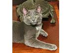 6650 Mateo Domestic Shorthair Kitten Male