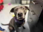 Athena American Pit Bull Terrier Adult Female