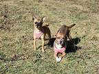 Izzy & Penny Chihuahua Adult Female