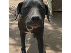 Mikko Labrador Retriever Young Male