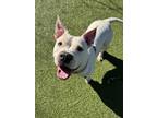 Snow American Pit Bull Terrier Adult Female