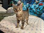Samantha23 Manx Adult Female
