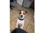 Peanut Jack Russell Terrier Adult Female