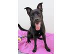Dizzy Labrador Retriever Adult Male