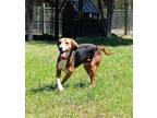 Timothy Hound (Unknown Type) Adult Male
