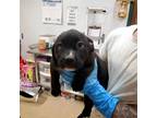 Chloe American Pit Bull Terrier Puppy Female