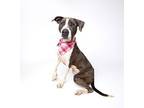 Nova American Bulldog Young Female