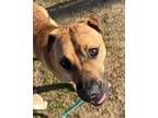 Ozzy American Pit Bull Terrier Puppy Male