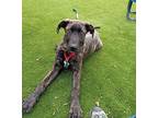 Nicholas Mixed Breed (Large) Puppy Male