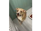 Queenie 250-24 American Pit Bull Terrier Adult Female