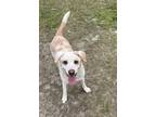 Jefferson Hound (Unknown Type) Adult Male