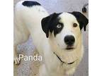 Panda Puppy Male