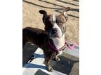 Shailee American Pit Bull Terrier Adult Female