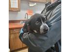 Delilah American Pit Bull Terrier Adult Female
