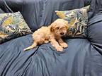 Kellen Golden Retriever Puppy Male