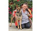 Tasha von Tamm German Shepherd Dog Young Female