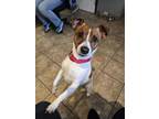 Liam Jack Russell Terrier Adult Male
