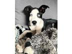 Lacy Mixed Breed (Medium) Puppy Female