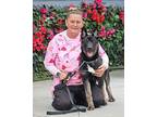 Bandit von Brandis Dutch Shepherd Puppy Male