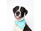 Sox American Bulldog Adult Male