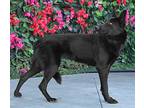 Venus von Vilseck German Shepherd Dog Young Female