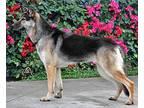 Mulan von Mayen German Shepherd Dog Young Female