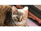 Cleo Domestic Shorthair Kitten Female