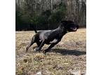Mack Labrador Retriever Senior Male