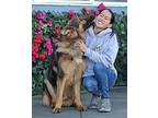Chester von Coburg German Shepherd Dog Young Male