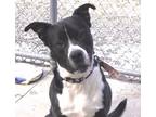 Romeo Labrador Retriever Adult Male