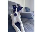 Parkour Mixed Breed (Medium) Puppy Male