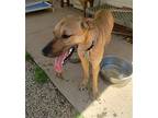Hope Great Dane Young Female