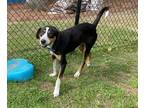 Kronk (HW+) Collie Adult Male