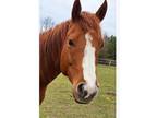7 yr old Reg Chestnut QH Gelding