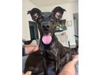 Adopt Sunday a Retriever
