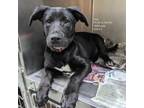Adopt Chai a Black Labrador Retriever