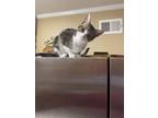 Adopt Cliffhanger a American Shorthair, British Shorthair