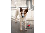 Adopt Kirk a Australian Cattle Dog / Blue Heeler