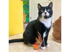 Adopt Gideon a Domestic Medium Hair