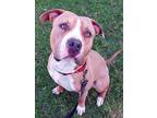 Adopt LUKE a American Staffordshire Terrier