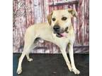 Adopt KAI a Black and Tan Coonhound, Mixed Breed