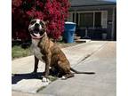 Adopt SCOOBY a Boxer, Mastiff