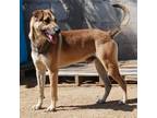 Adopt Tacho a Black Mouth Cur