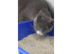Adopt Beatty a Domestic Short Hair