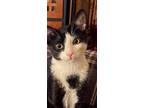 Adopt Pepper a American Shorthair, British Shorthair