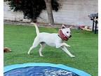 Pixel Chihuahua Adult Female